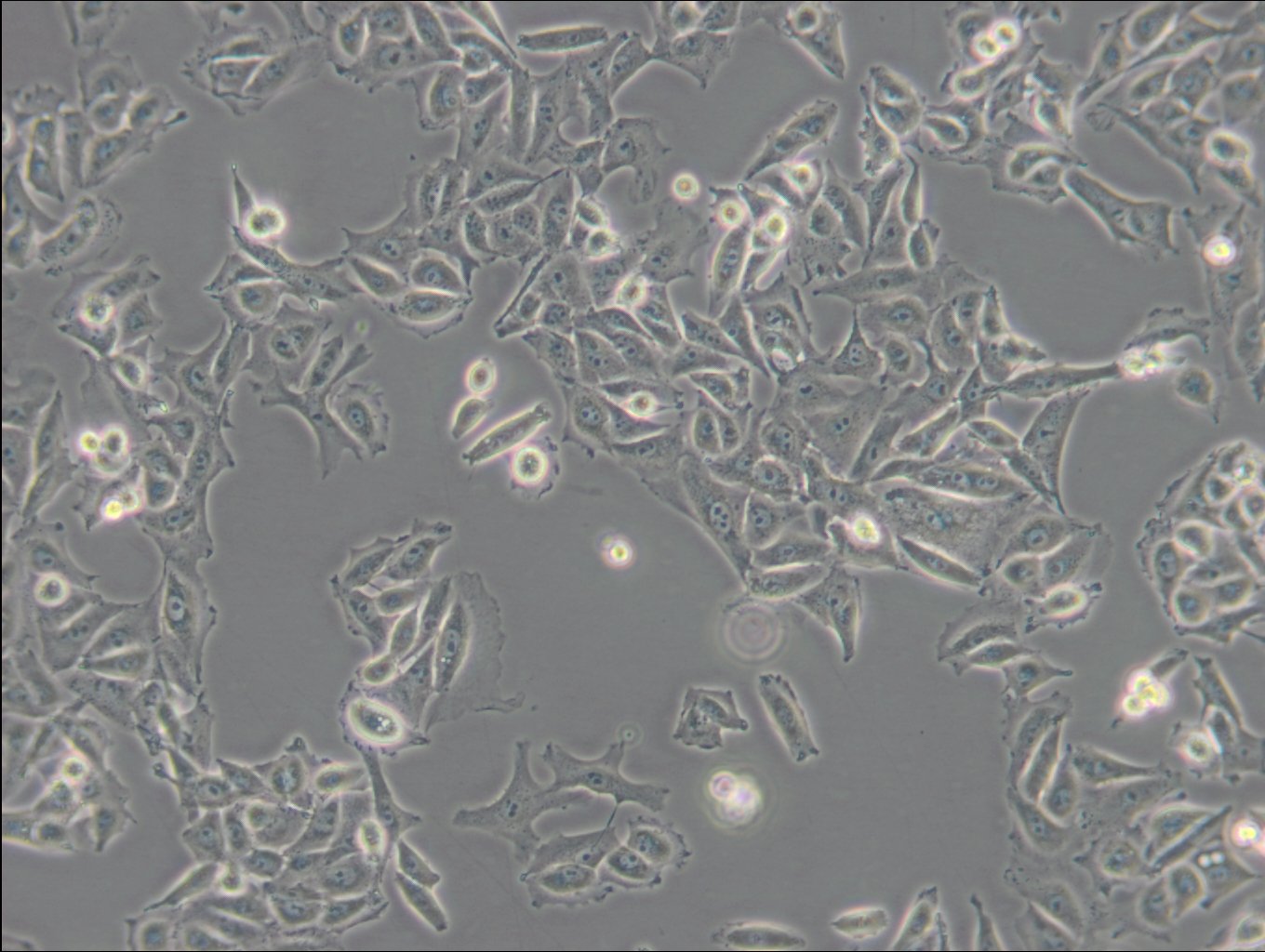 PIEC-Zellen