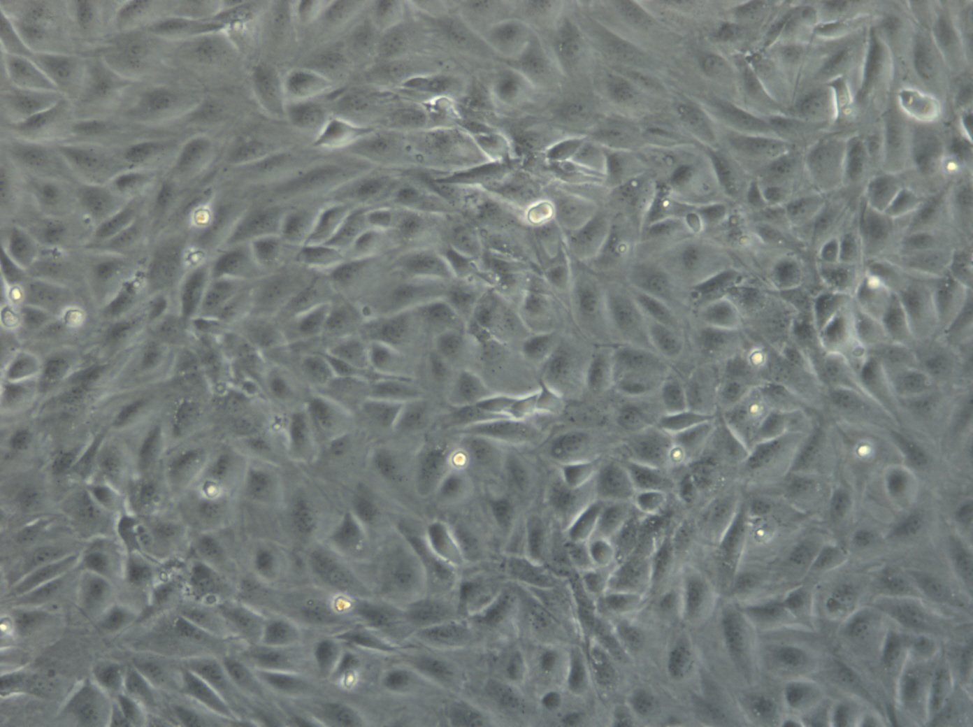 NIH-3T3 Cells