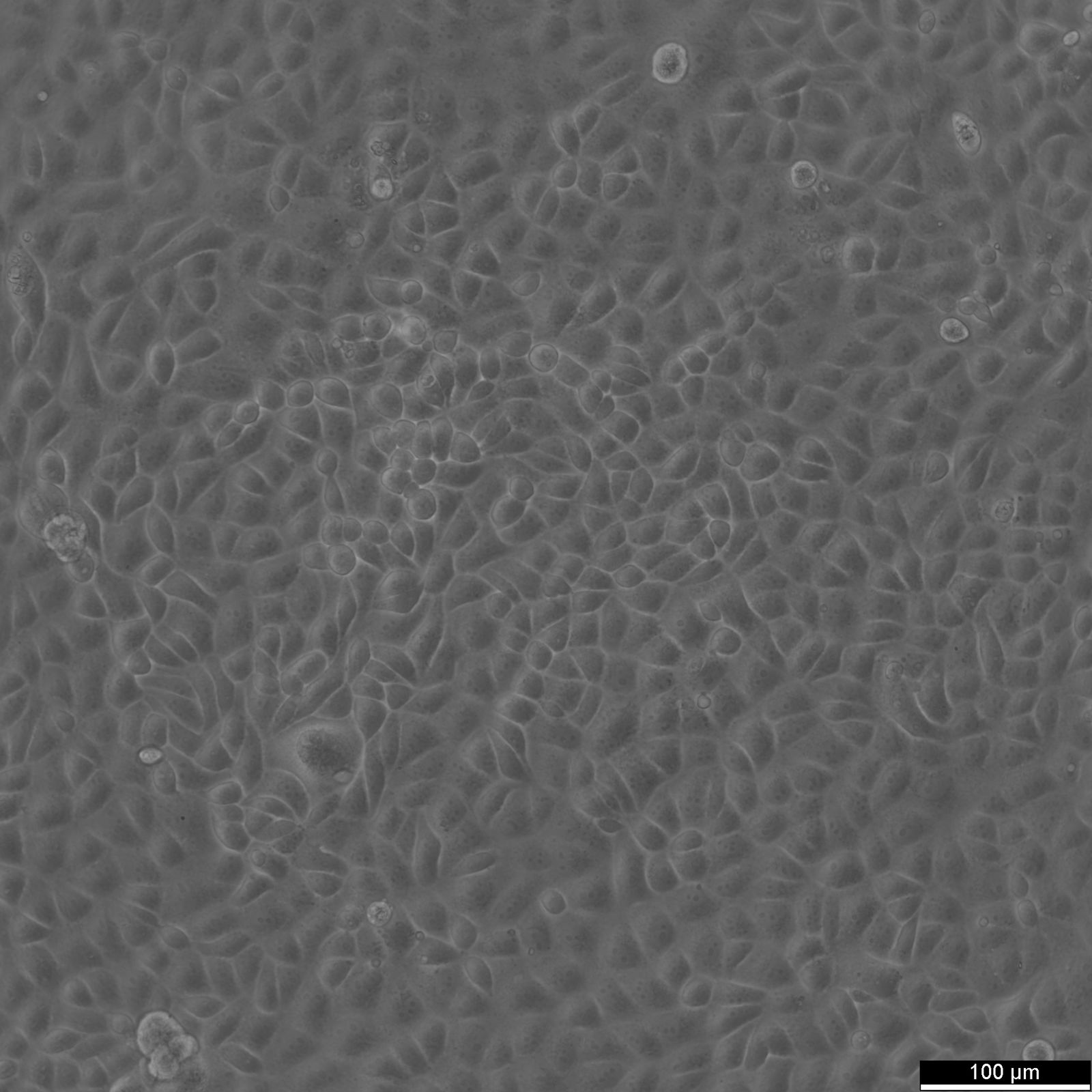MARC-145 Cells MARC-145 Cells