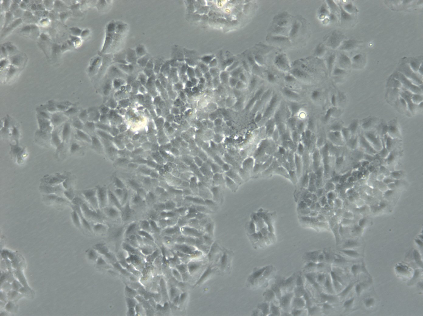 FRTL-5 Cells