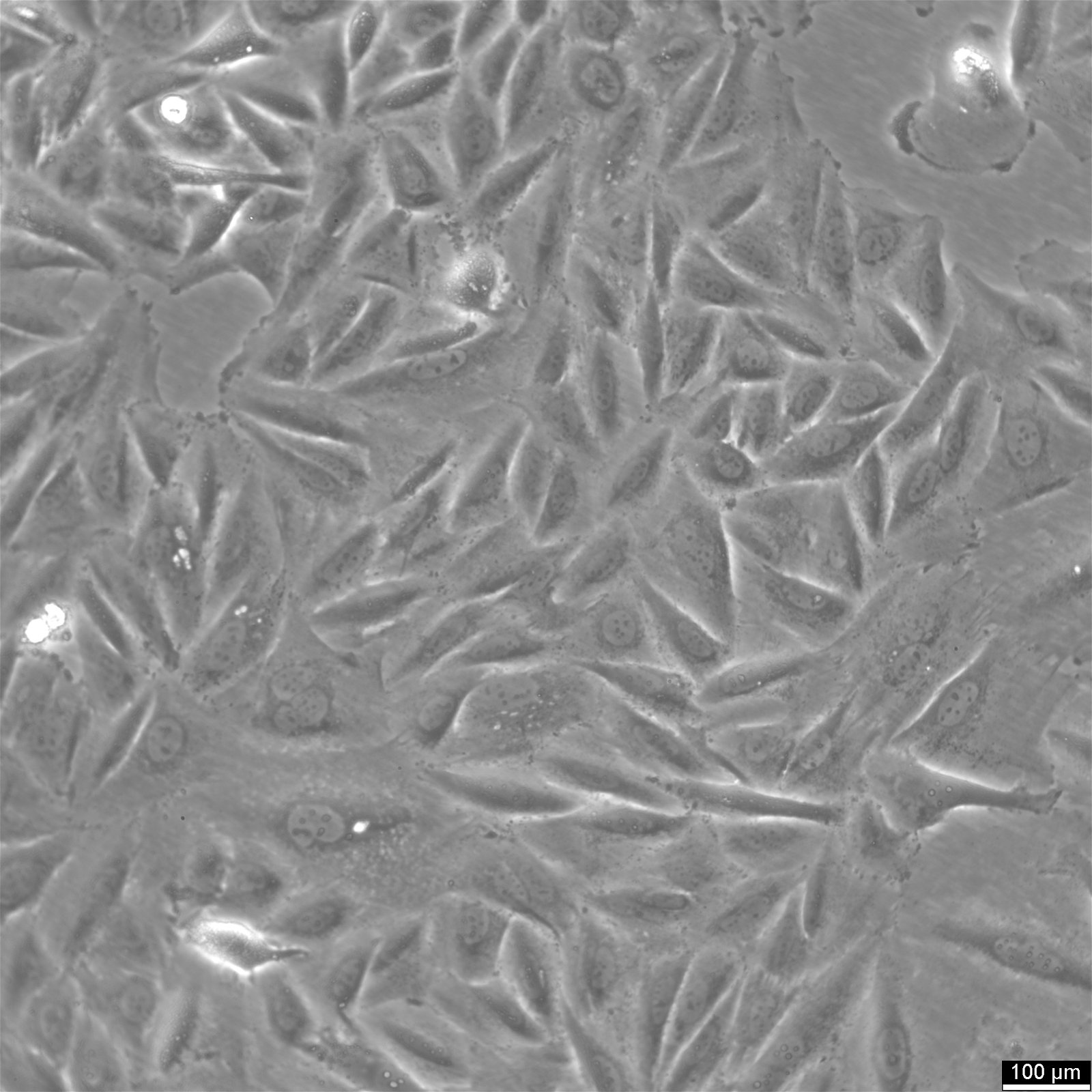 NCI-H1563 Cells