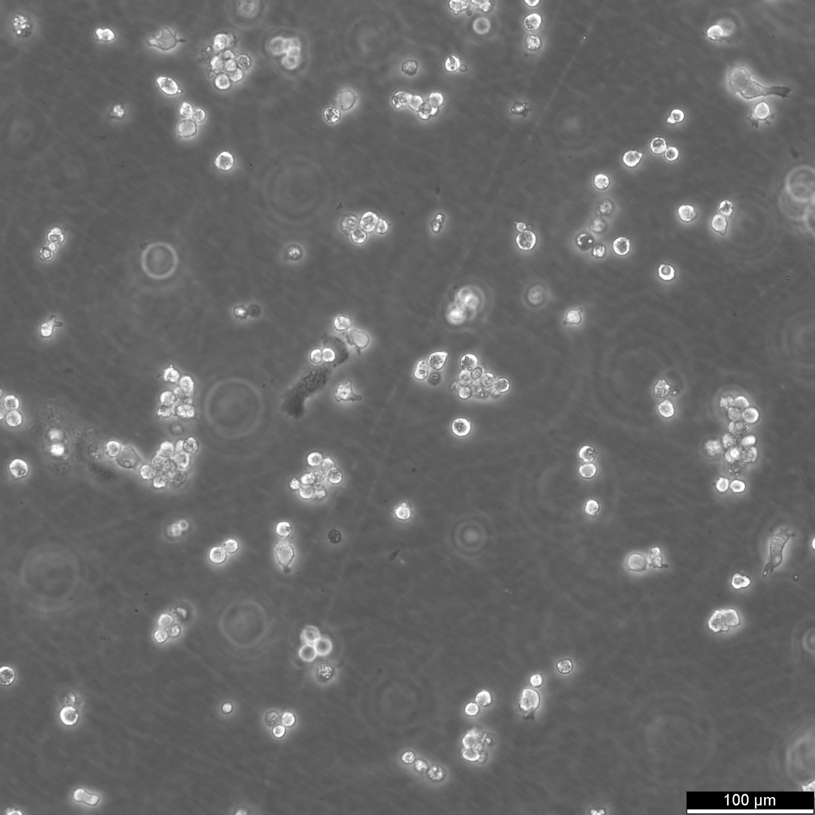 HepG2 Cells HepG2 Cells