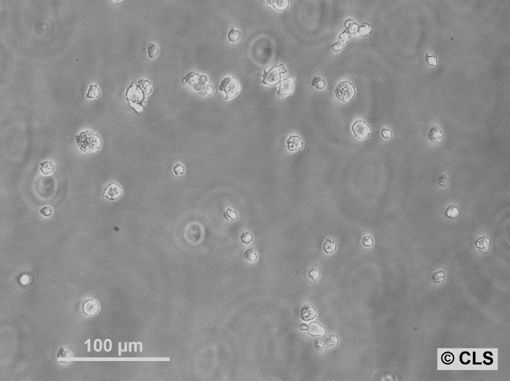 WEHI-3 Cells