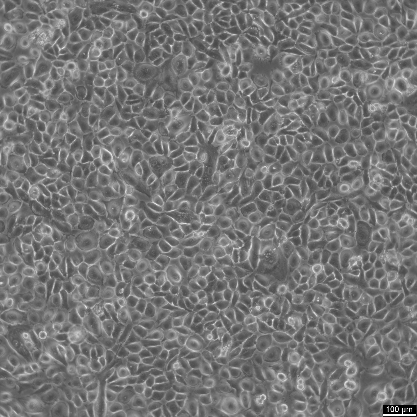 NCI-H226 Cells