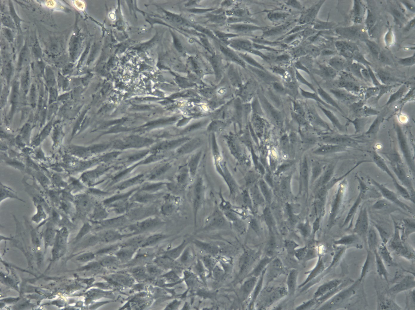 LC-540-Zellen