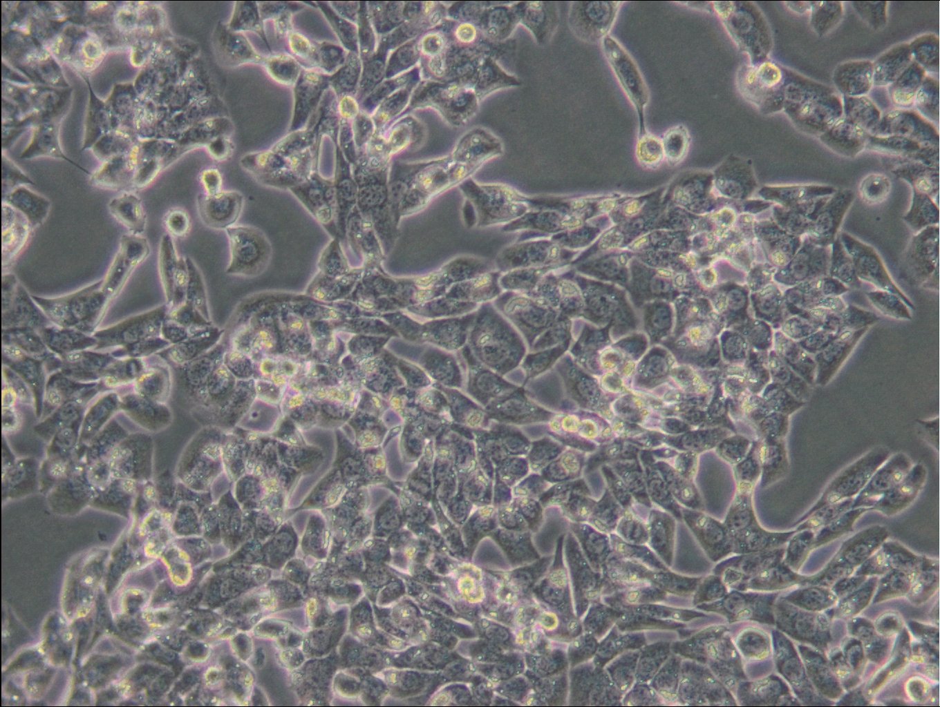 MLTC-1 Cells