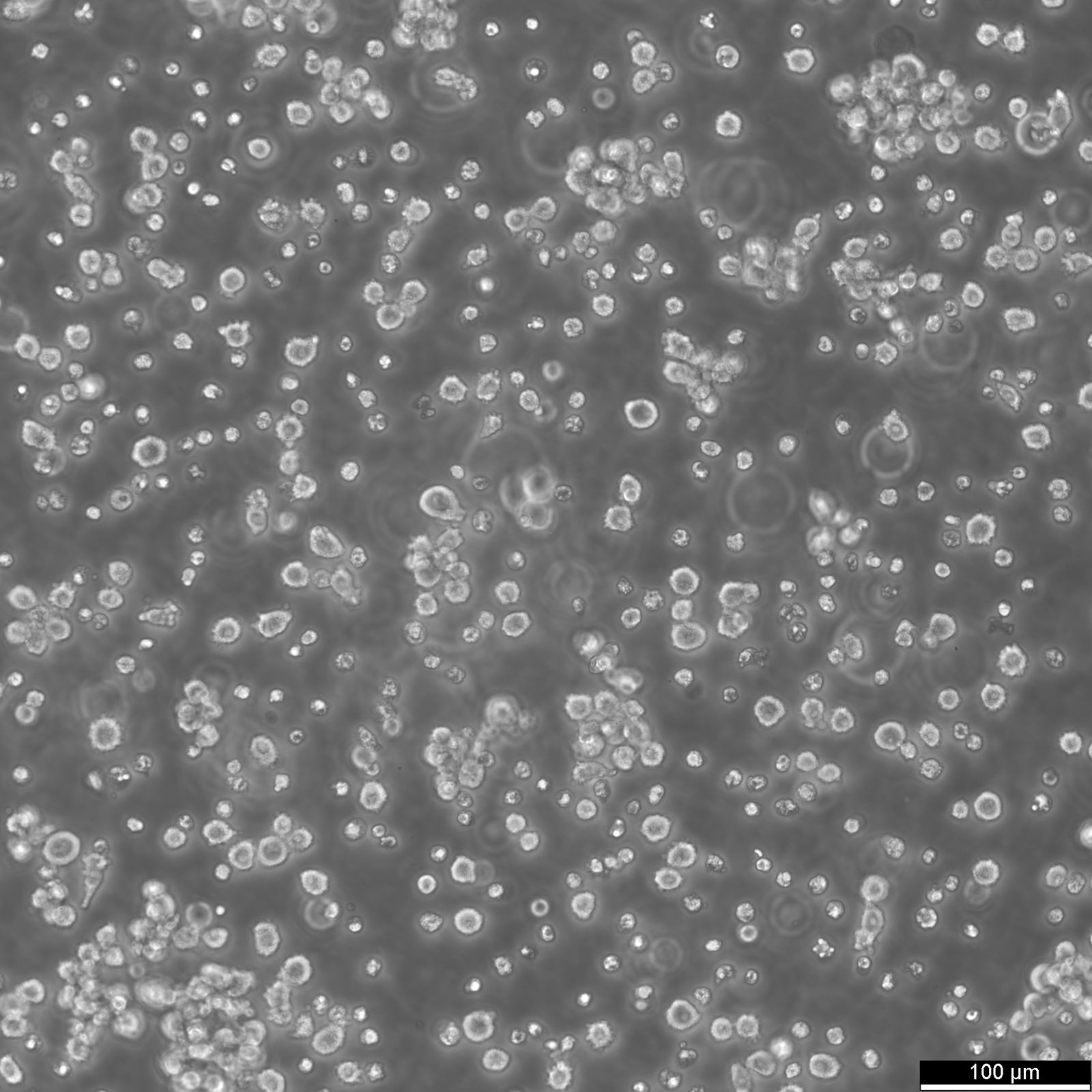 LP-1 Cells LP-1 Cells