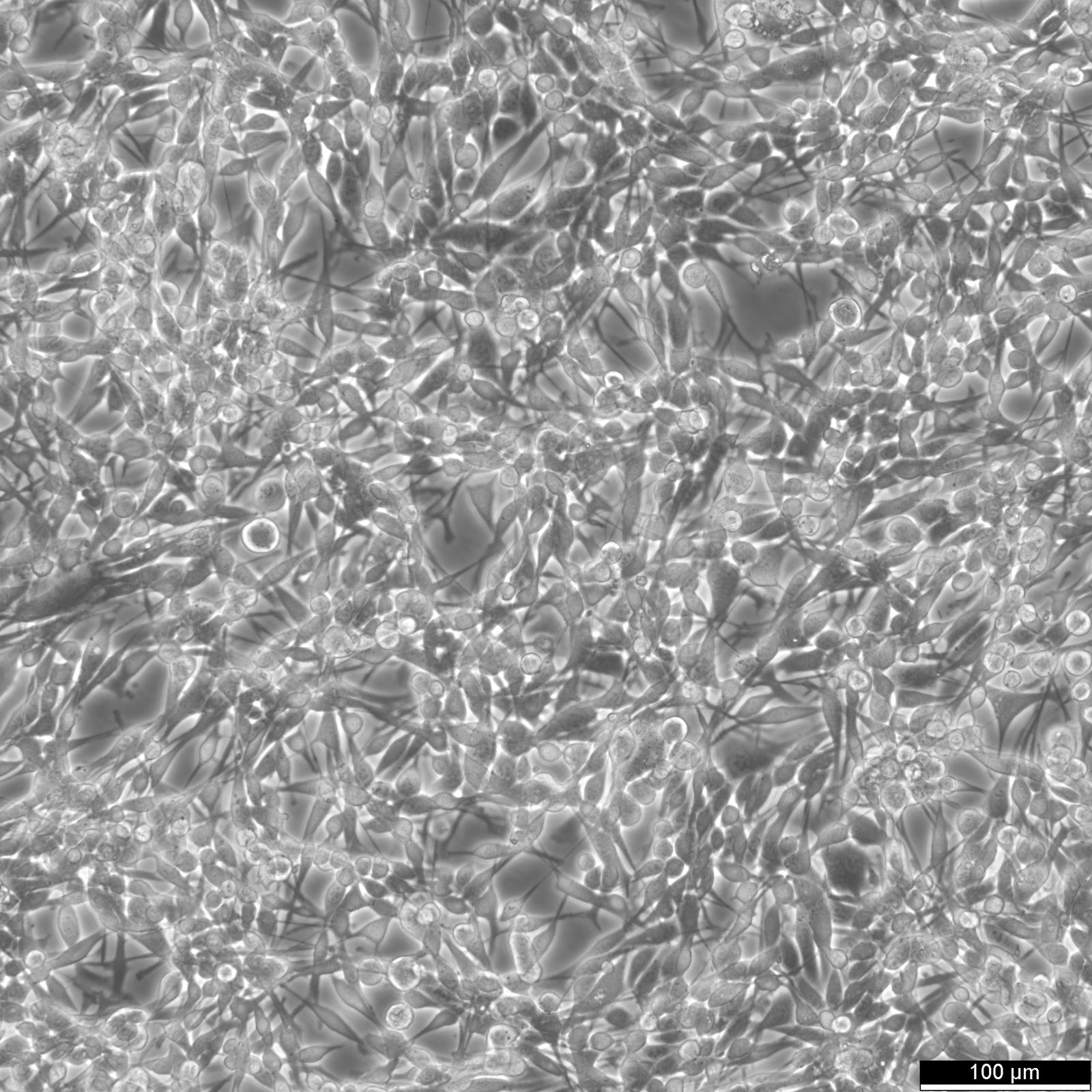 LA795 Cells LA795 Cells