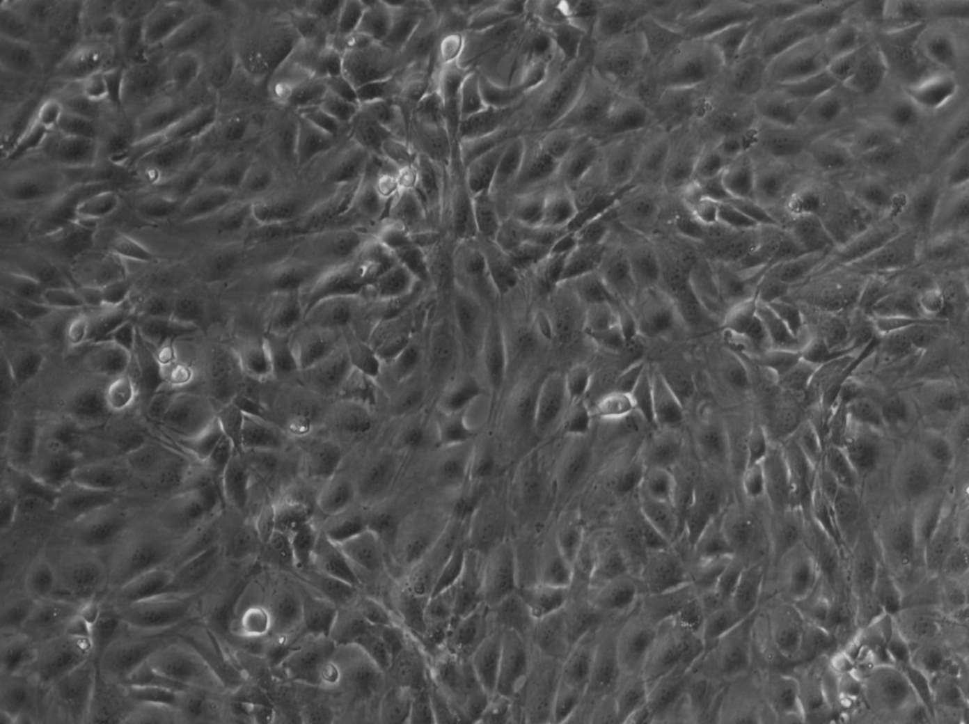 NIH-3T3 Cells