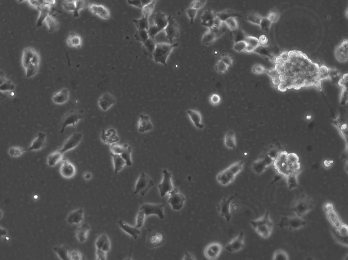 NCH690 Cells
