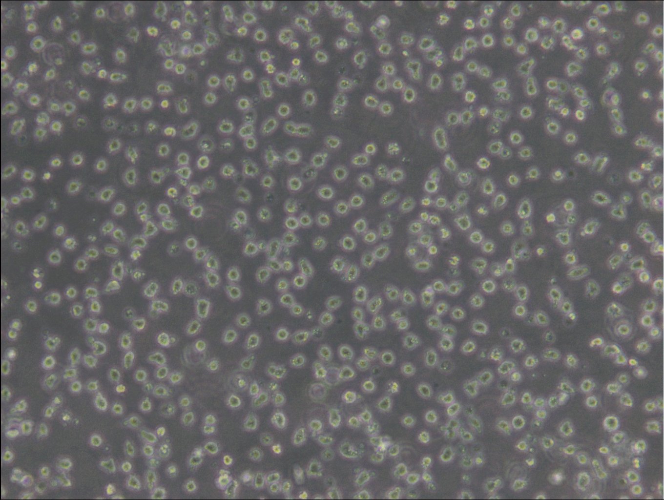 JeKo-1-Zellen
