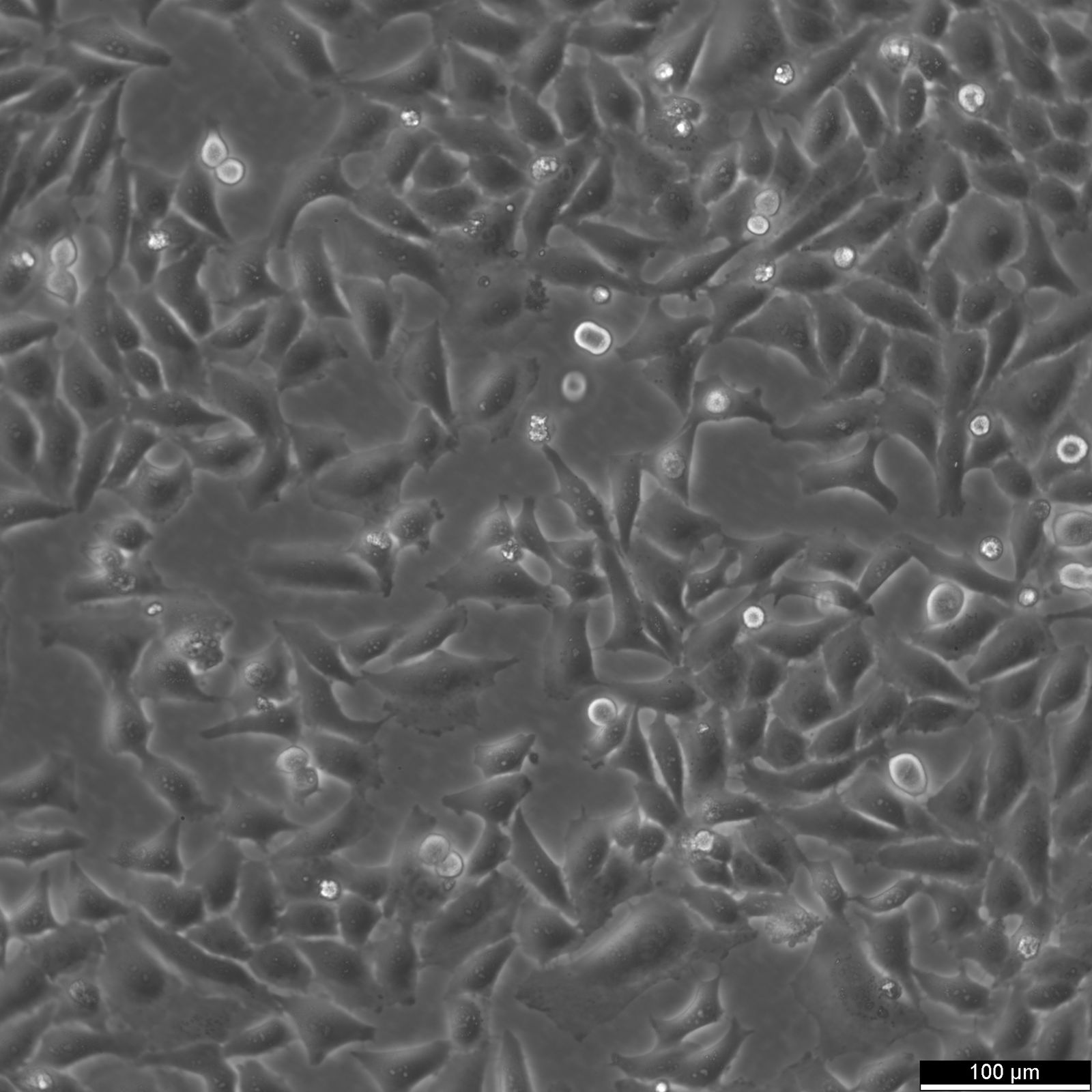 Hela 229 Cells Hela 229 Cells
