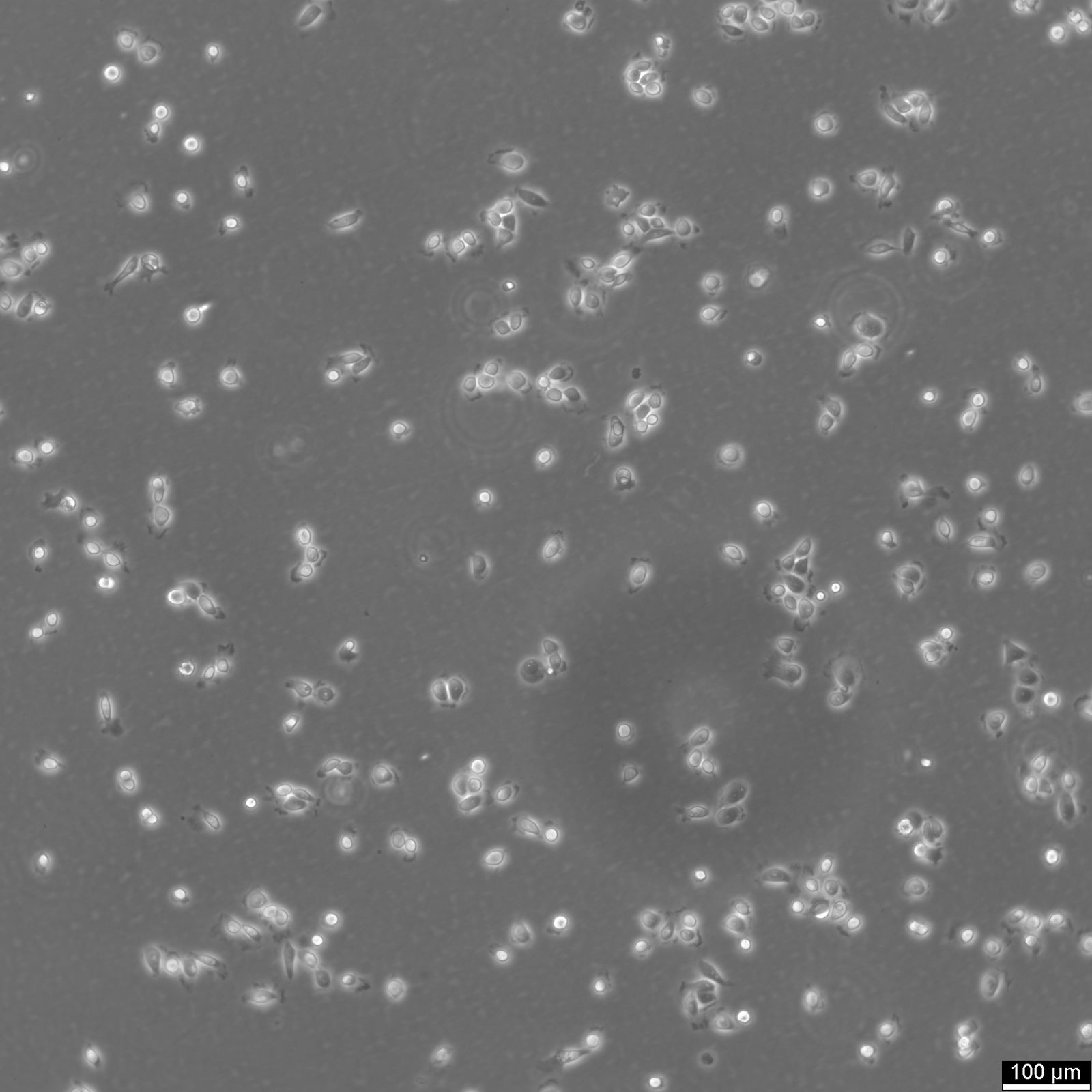 5637 Cells 5637 Cells