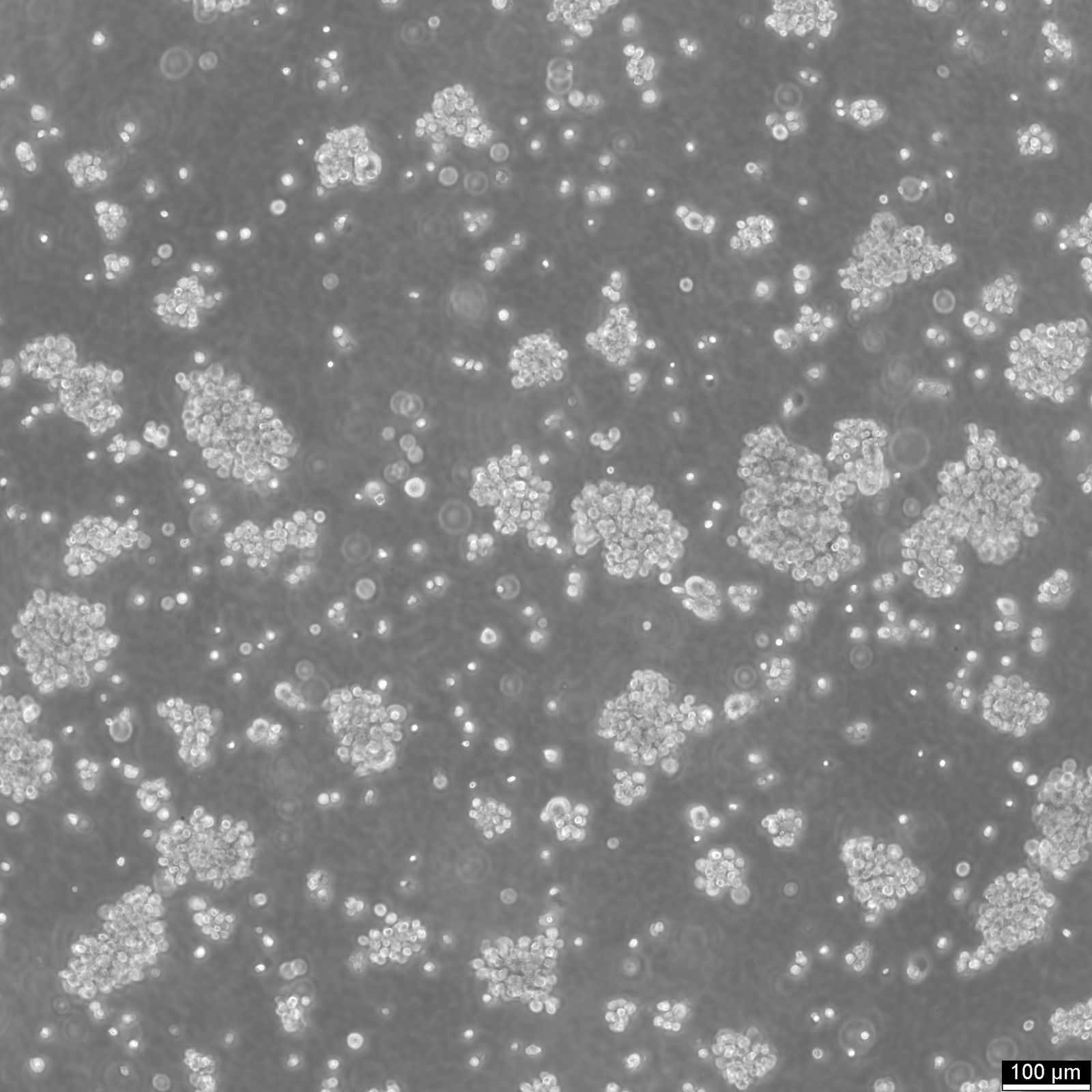 EB1 Cells EB1 Cells