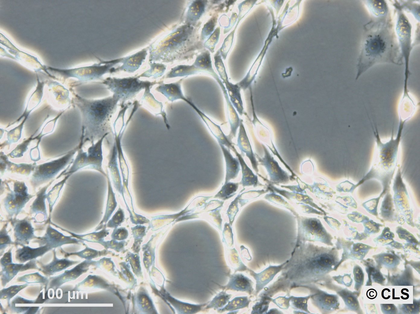 3T6-Swiss albino Zellen
