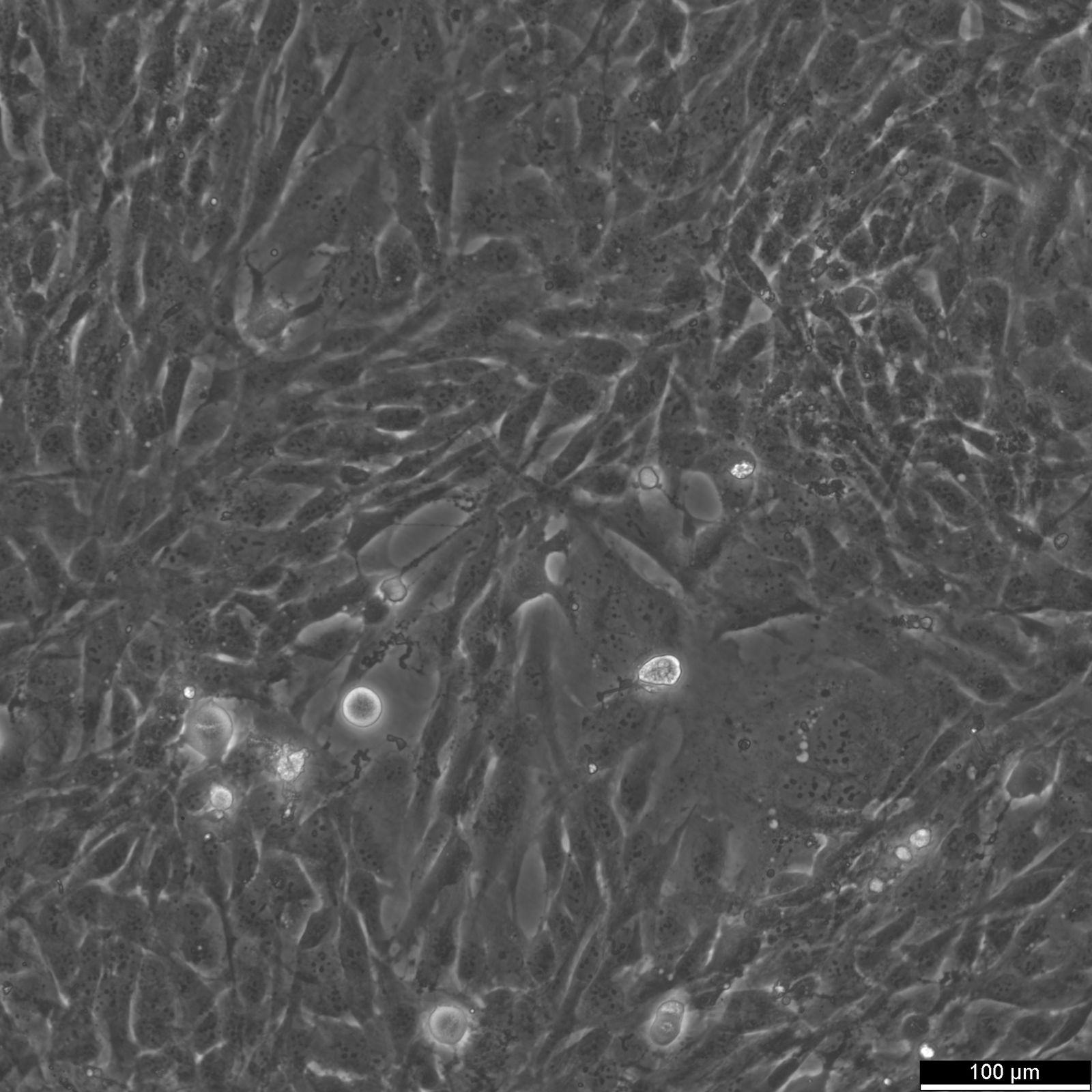 AC16 Cardiomyocyte Cell Line