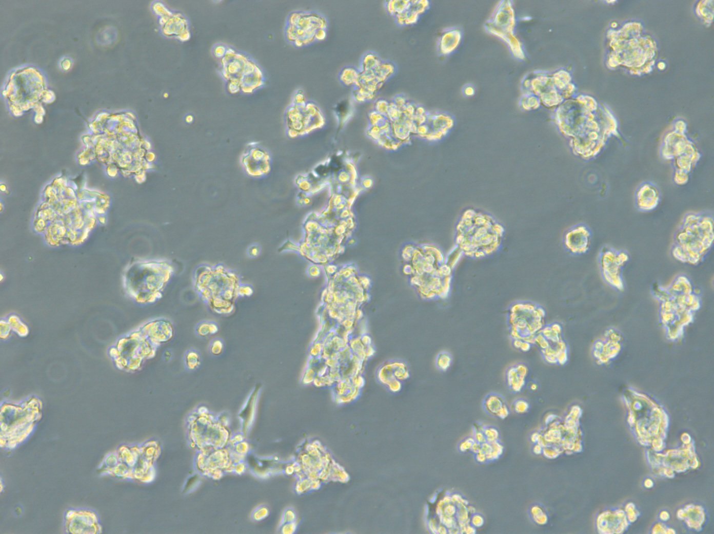 HROC131 T0 M3-Zellen