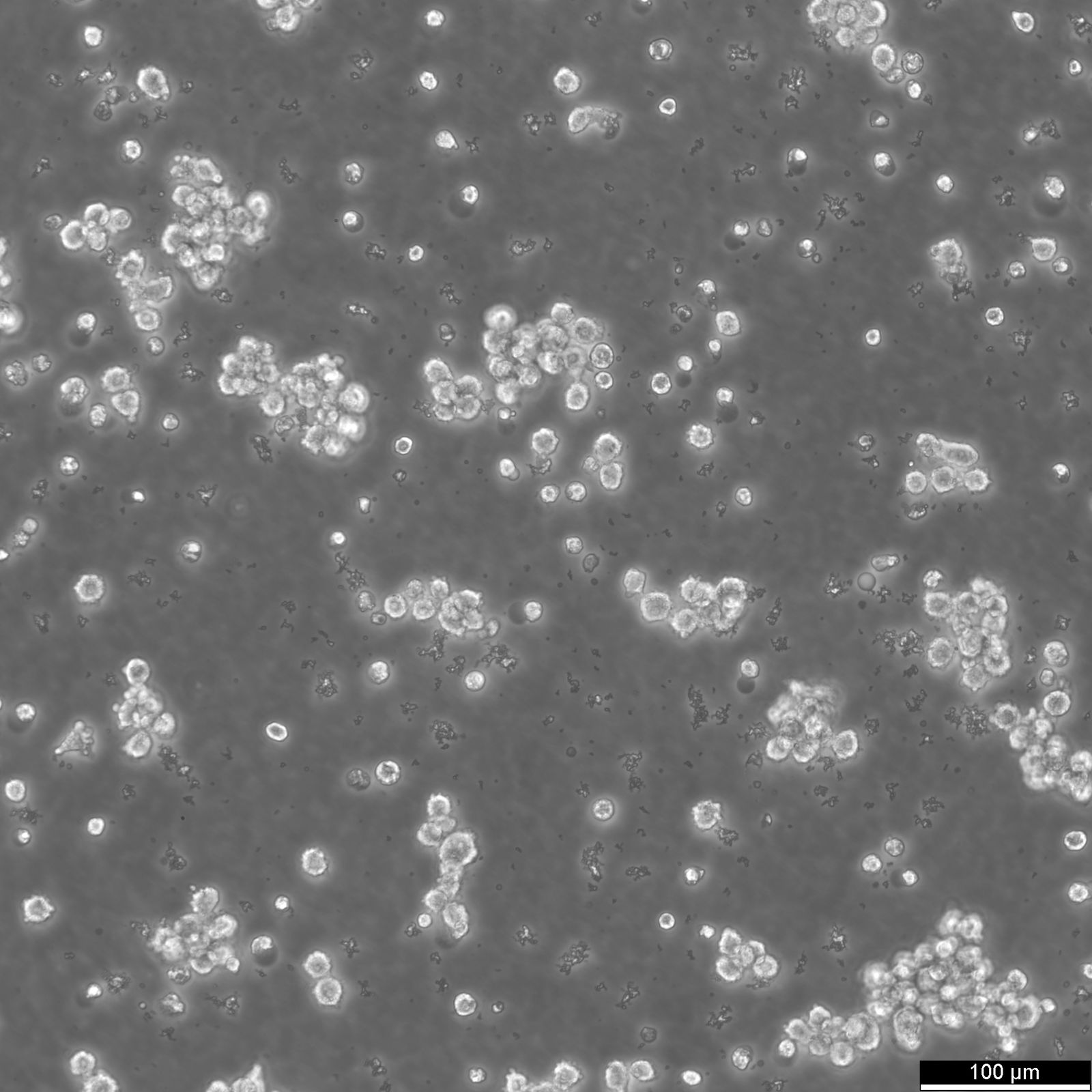 LP-1 Cells LP-1 Cells