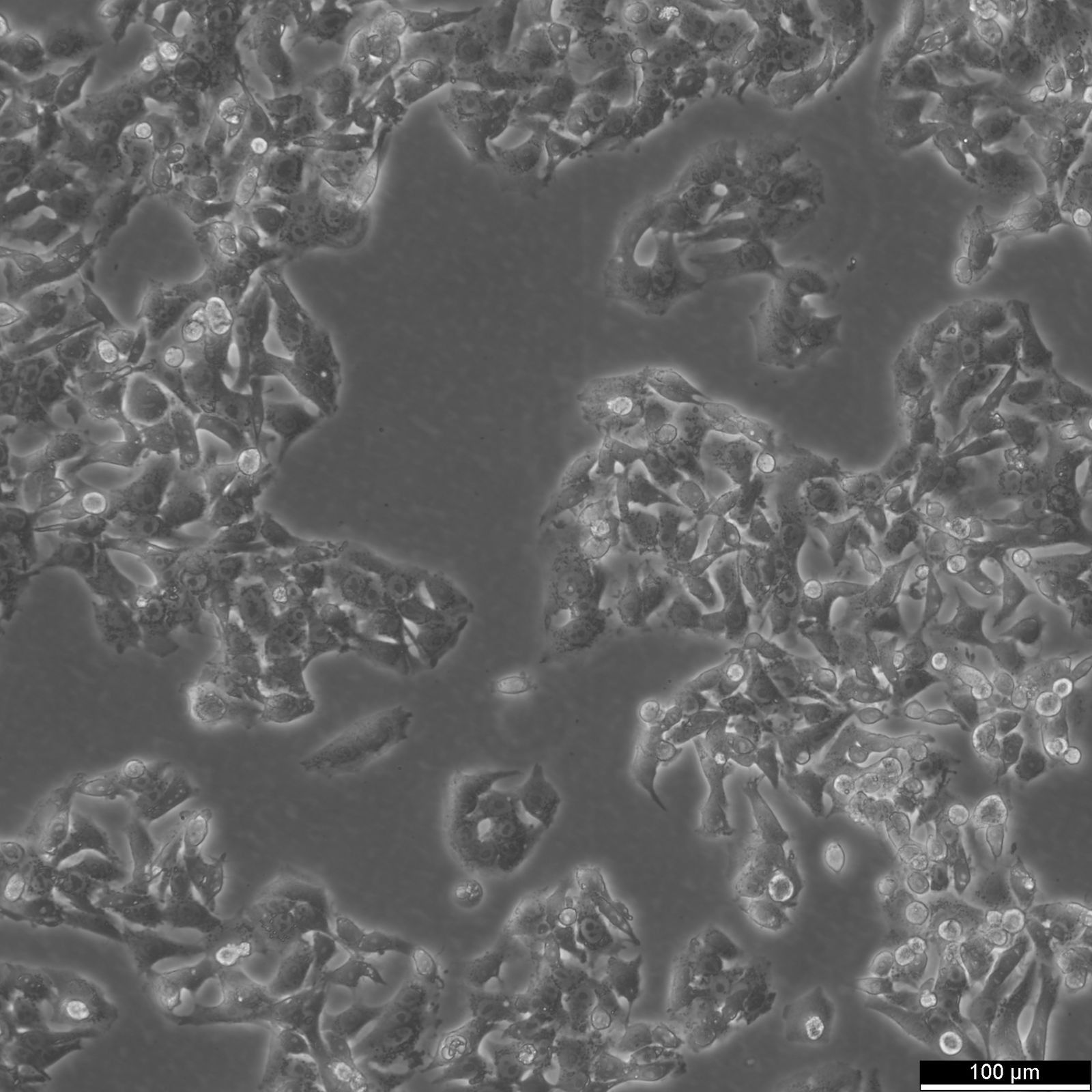 HepG2 Cells HepG2 Cells