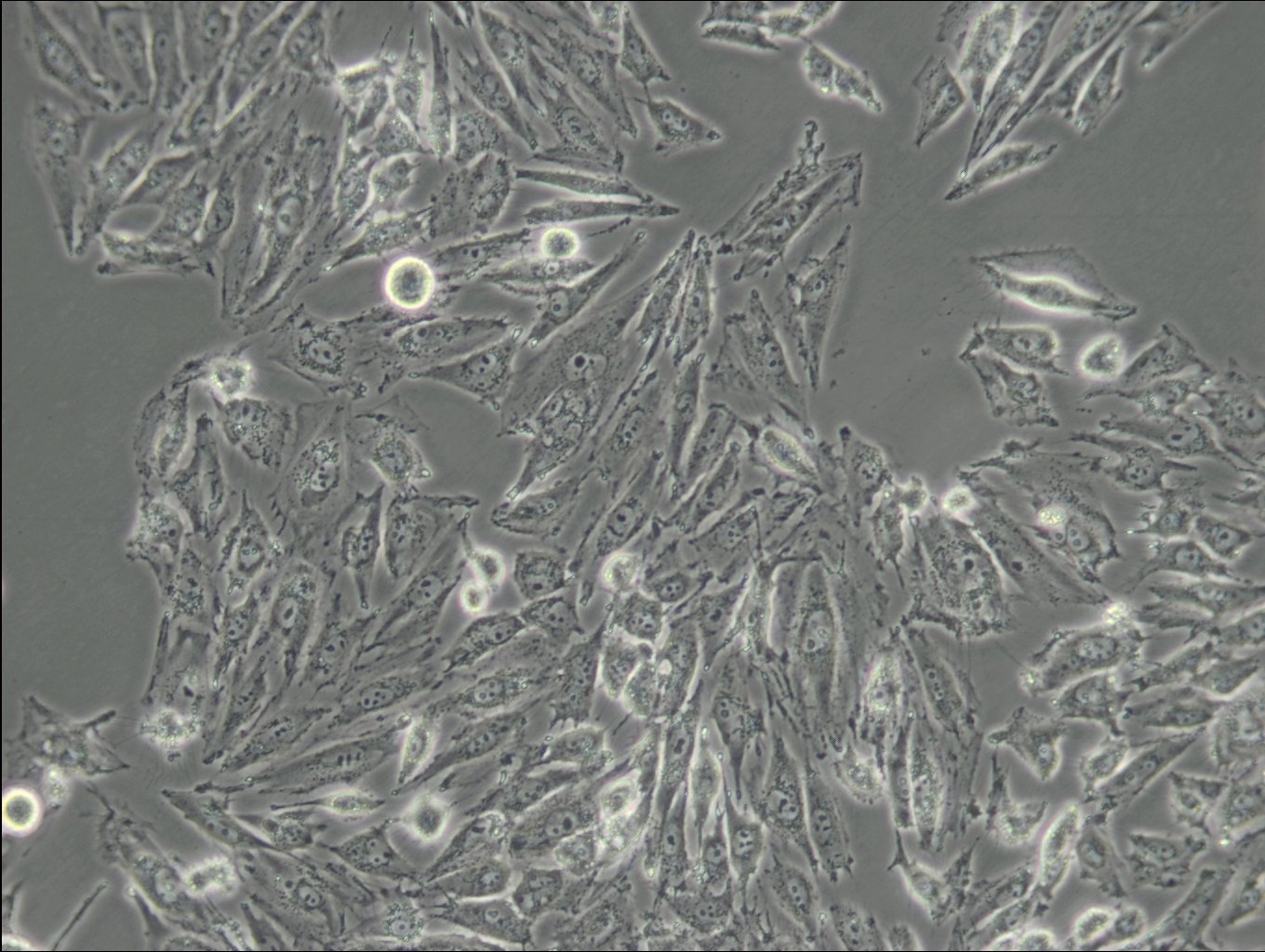 IBRS-2 Cells