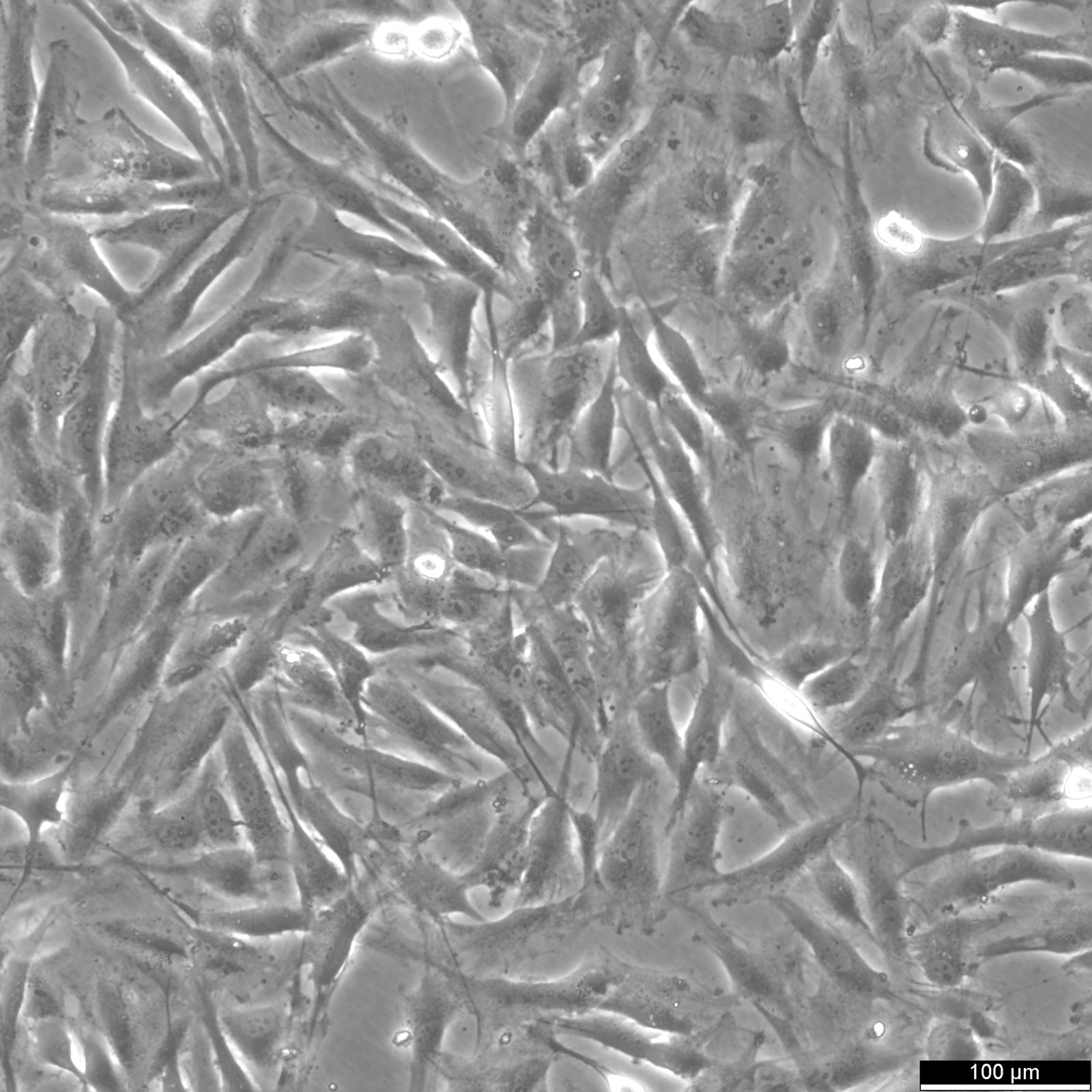 NCI-H2452 Cells