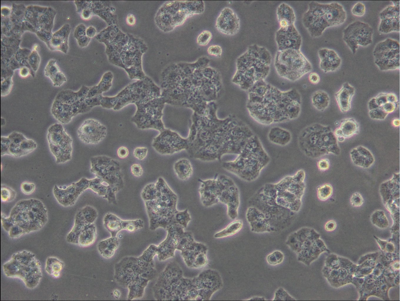 Beta-TC-6 Cells