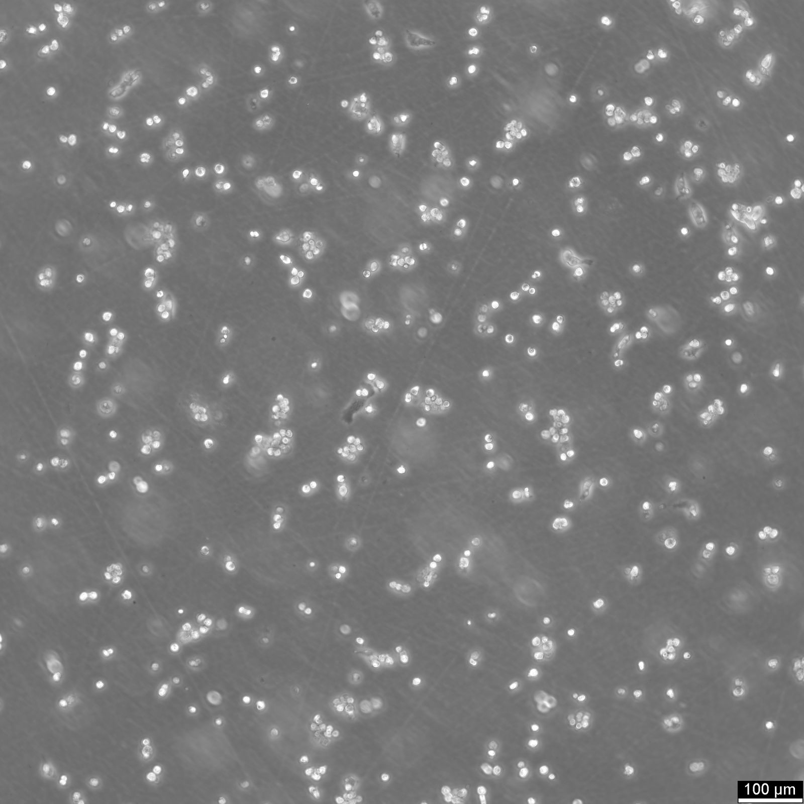 HepG2 Cells HepG2 Cells
