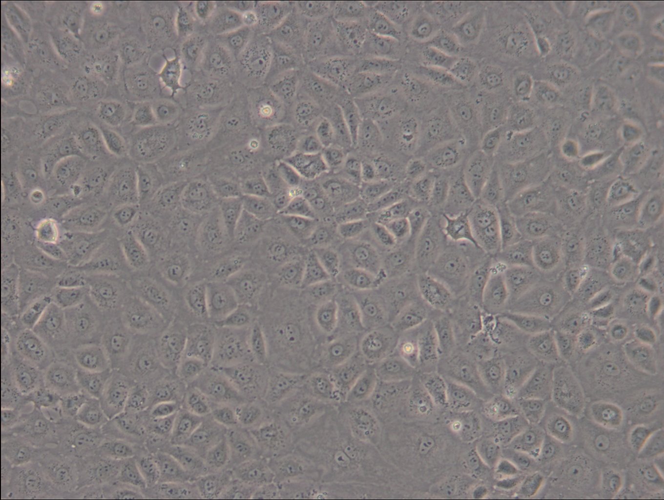 WB-F344 Cells