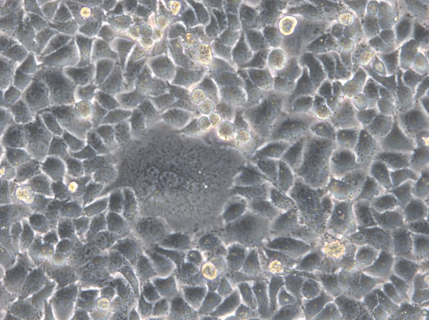 HK-2xZFN-mEGFP-Nup107 Cells
