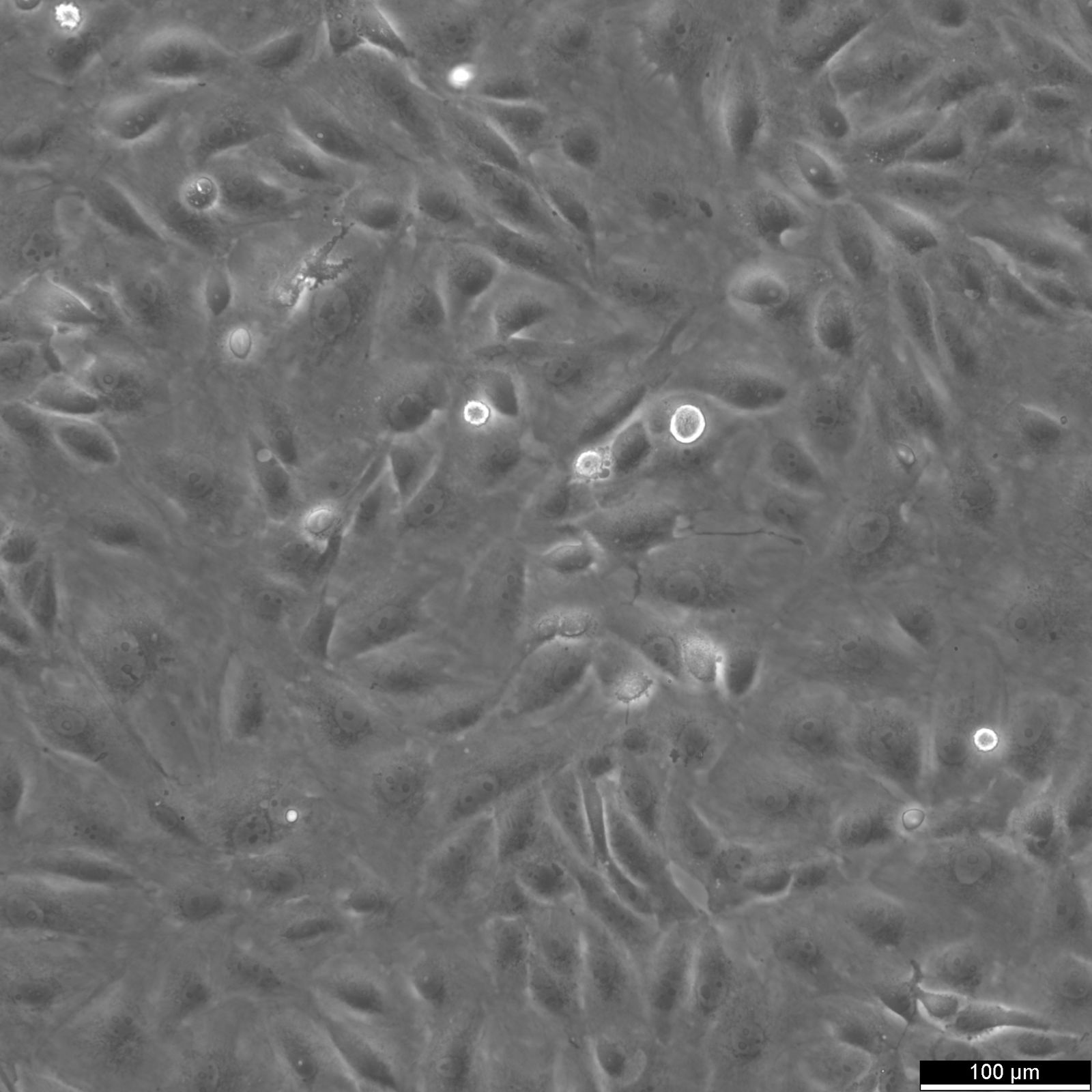 BS-C-1 Cells