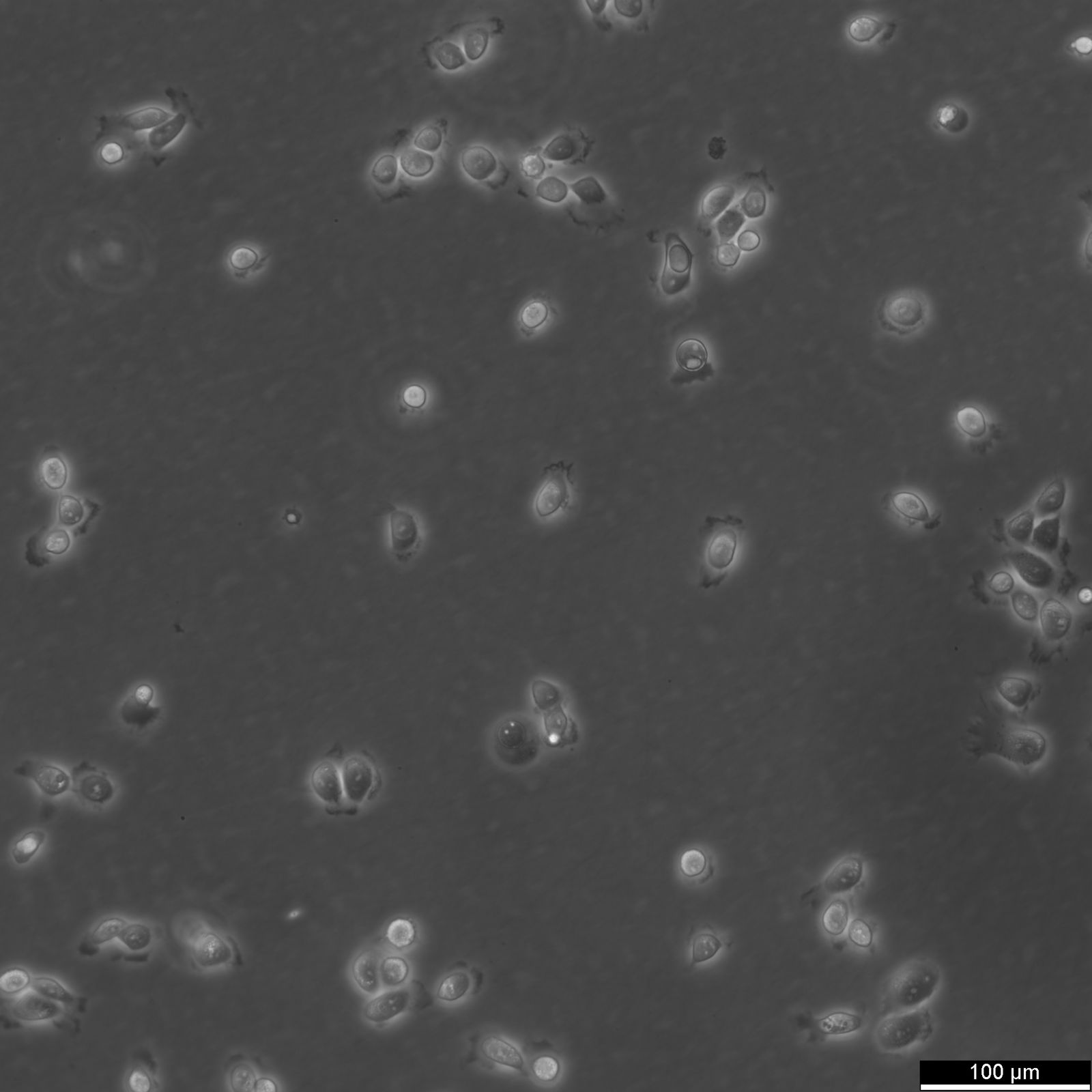 5637 Cells 5637 Cells