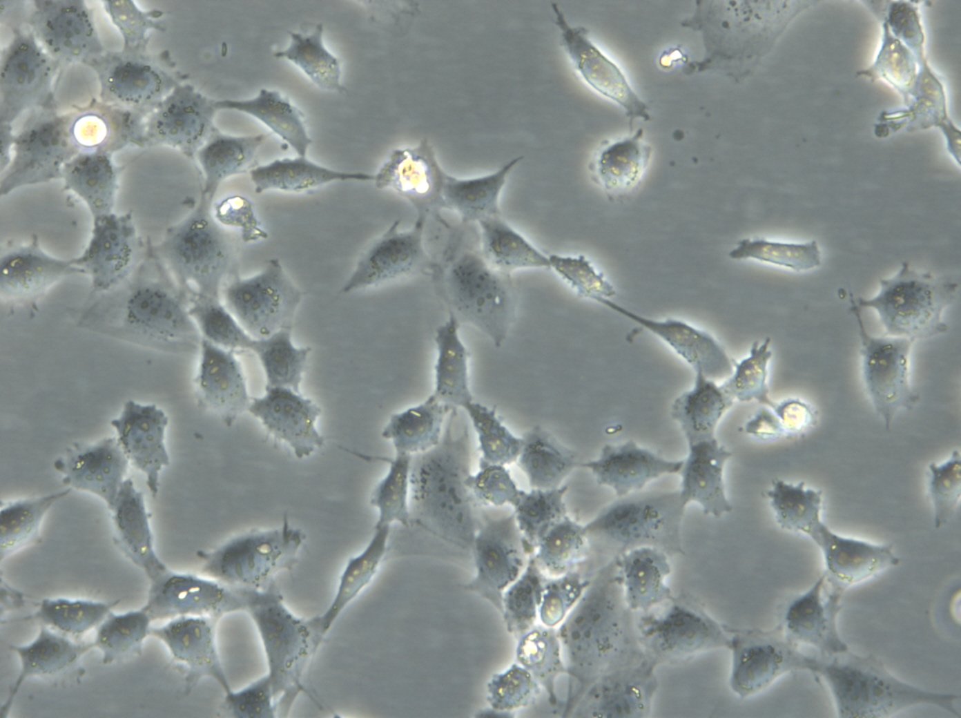 3T6-Swiss albino Cells