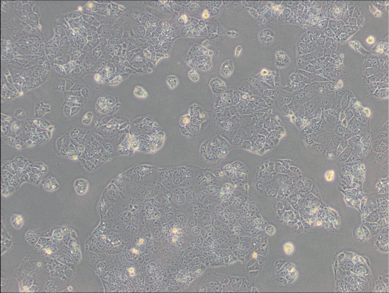 HuH-6-Zellen