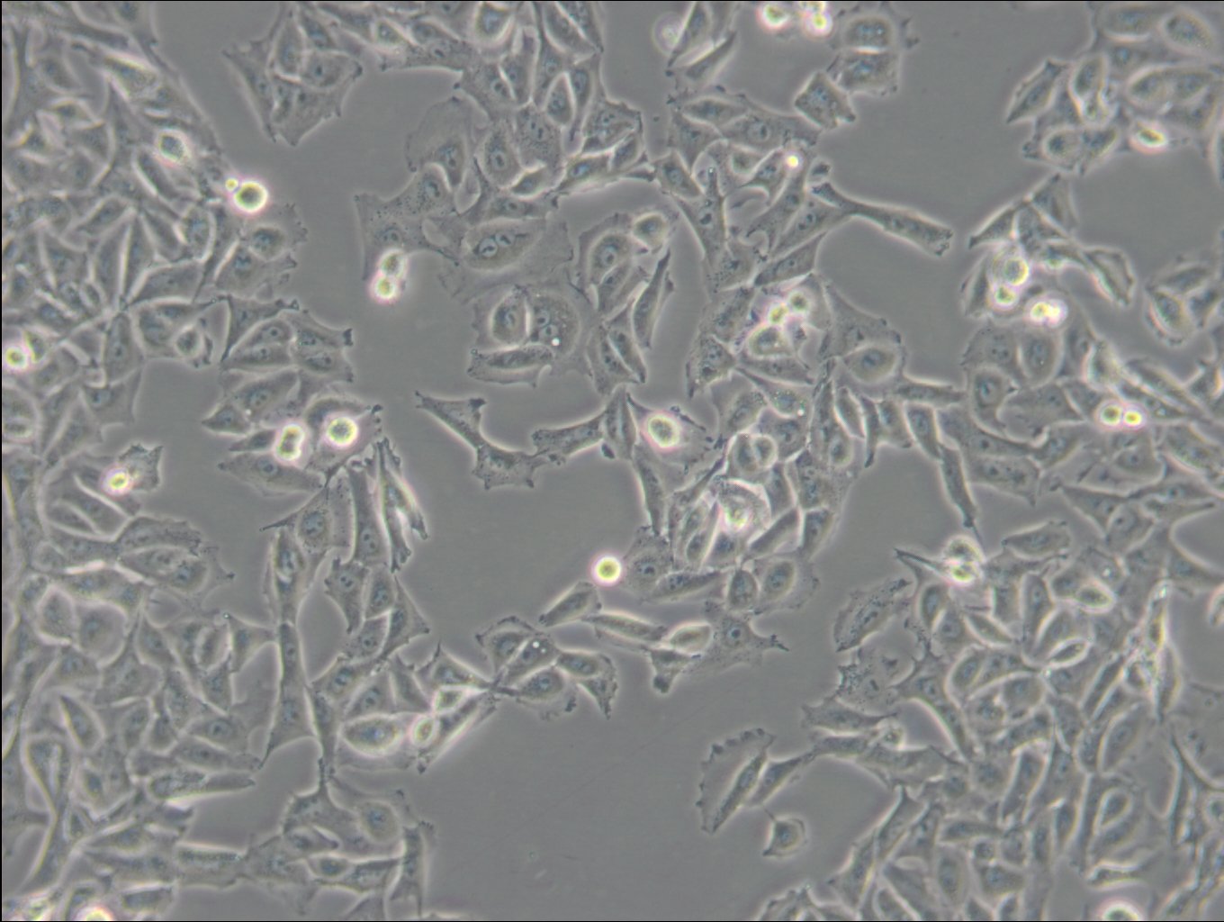 PIEC Cells