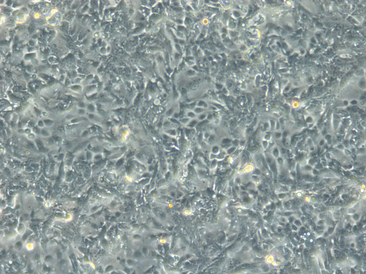 HROC285 T0 M2 Cellen