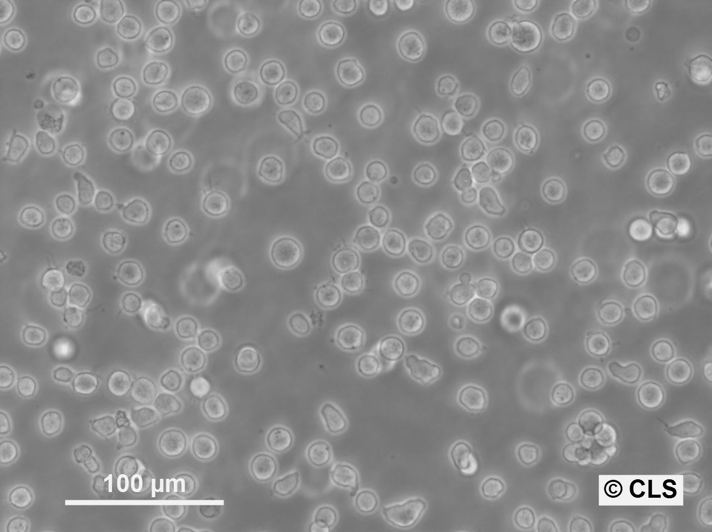 SKW-3 Cells SKW-3 Cells