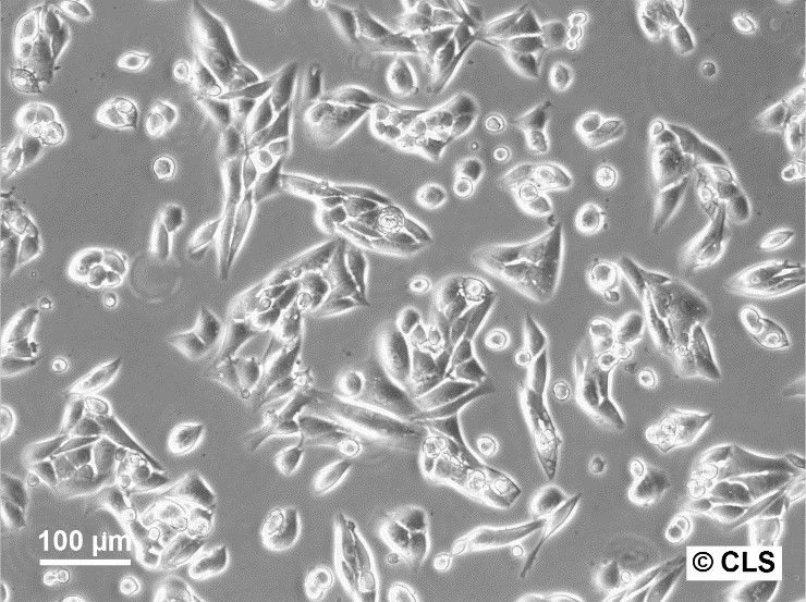 RenCa Cells RenCa Cells