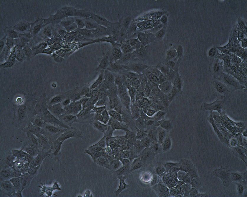 MSC-P5 Cells