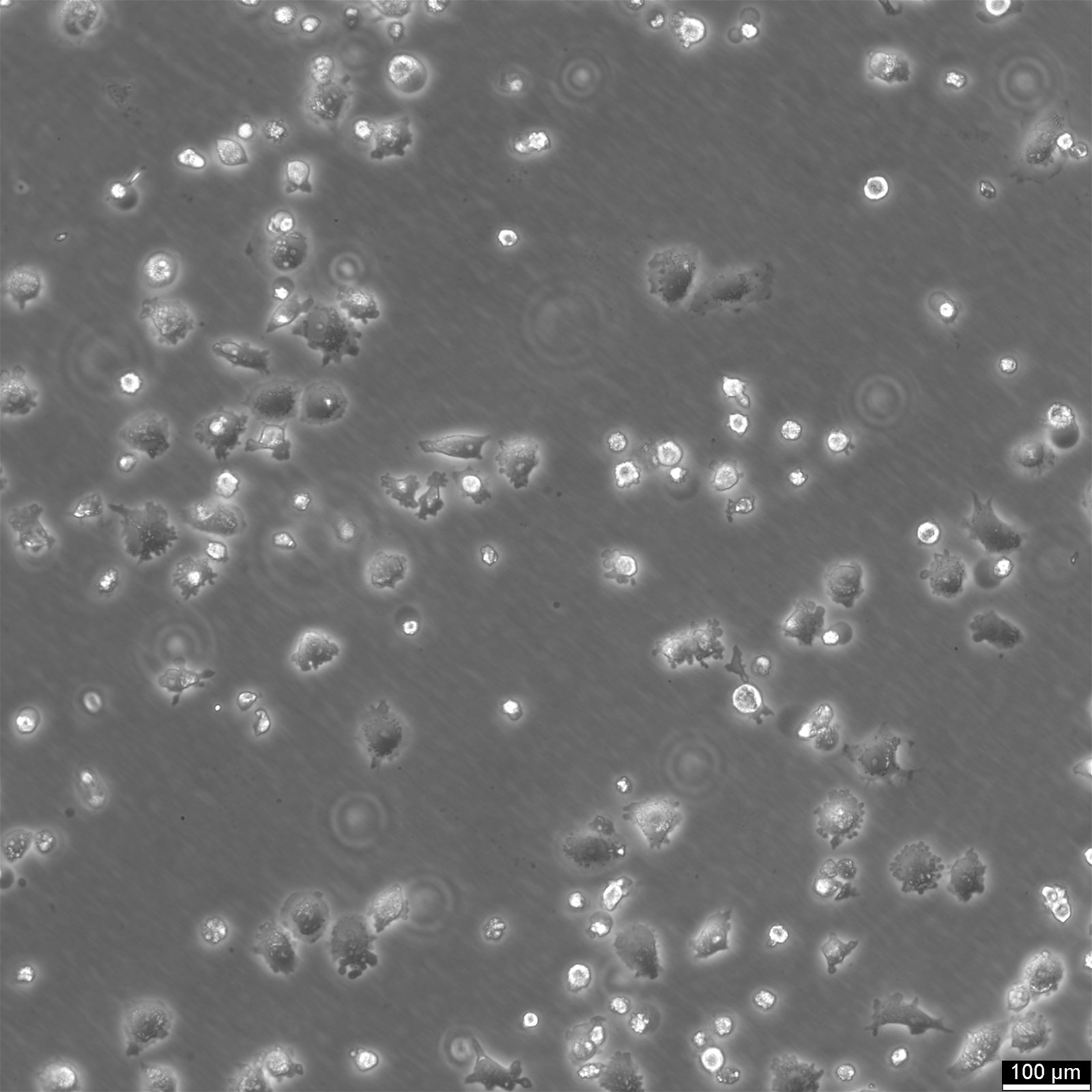 NCI-H23 Cells