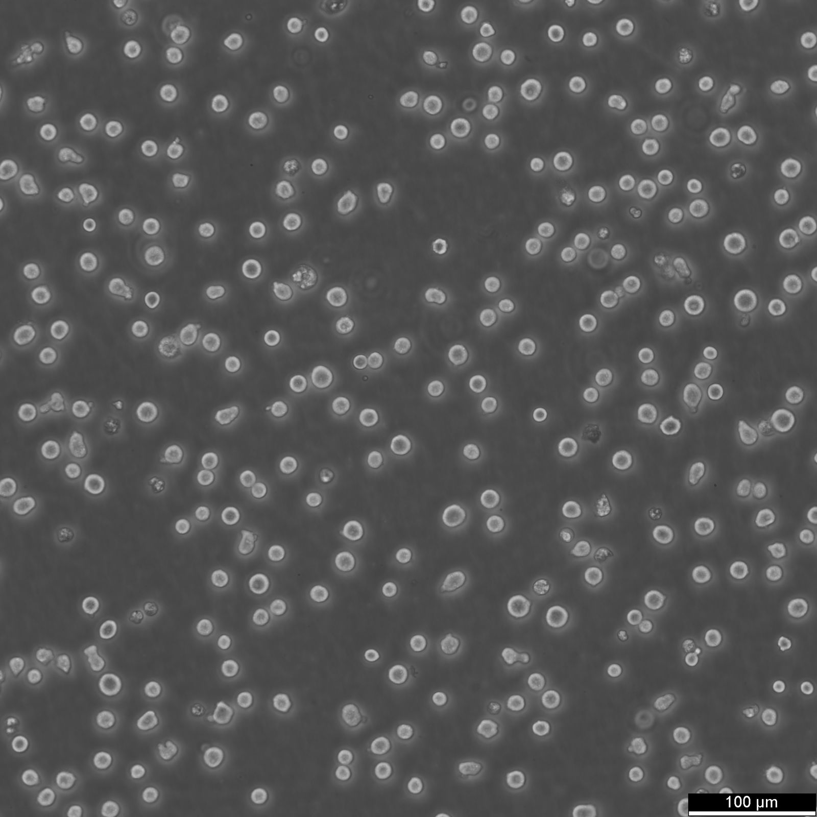 IM-9 Cells IM-9 Cells
