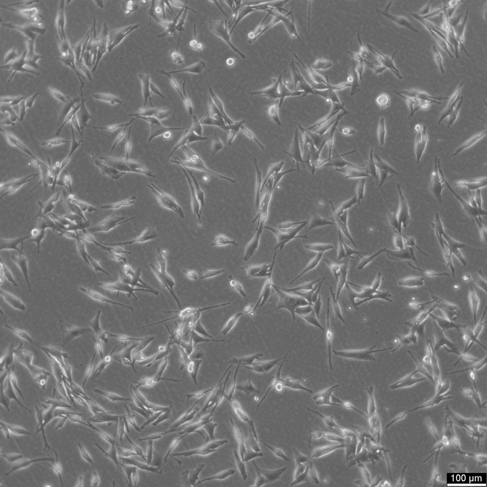 MeWo Cells MeWo Cells