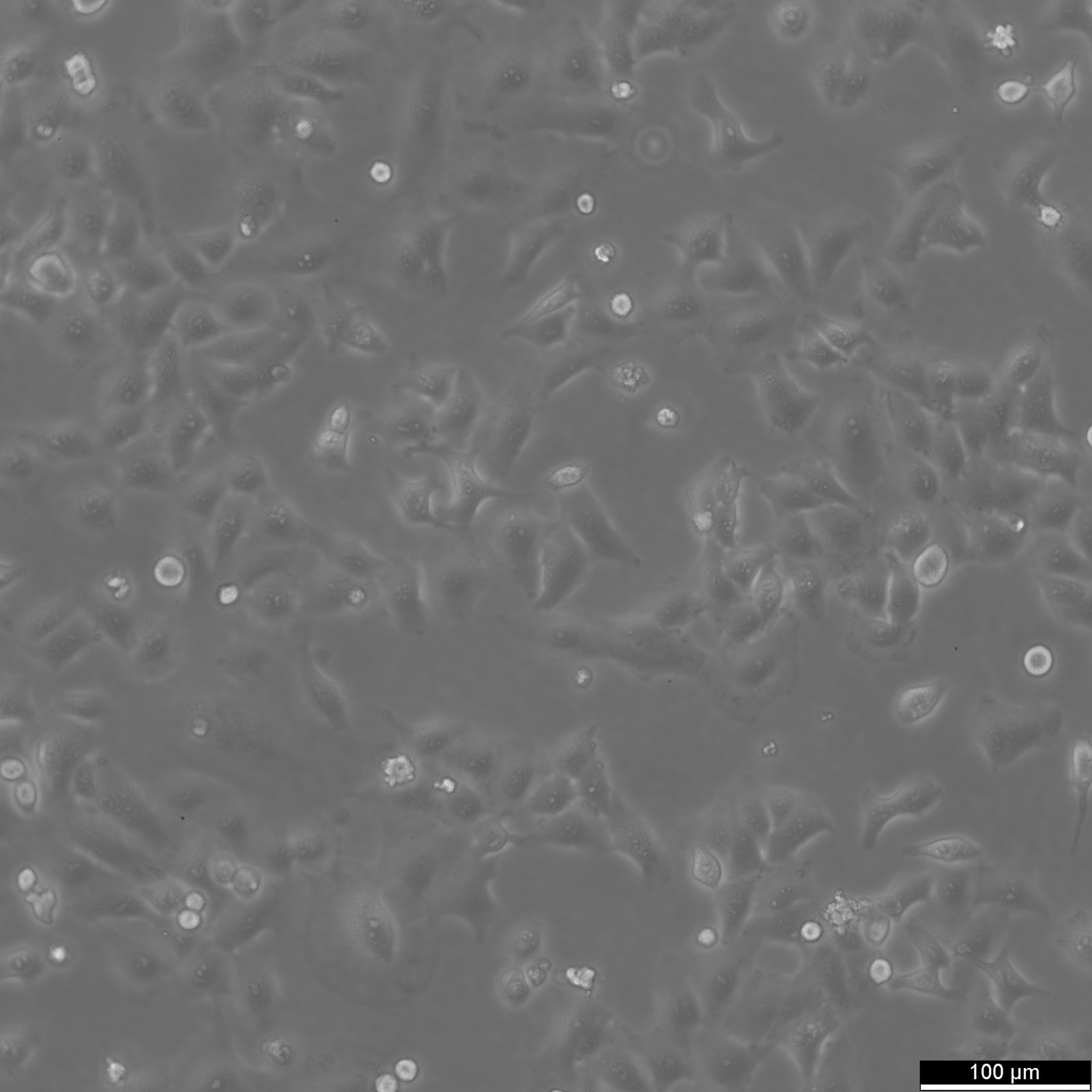 A549 Cells A549 Cells