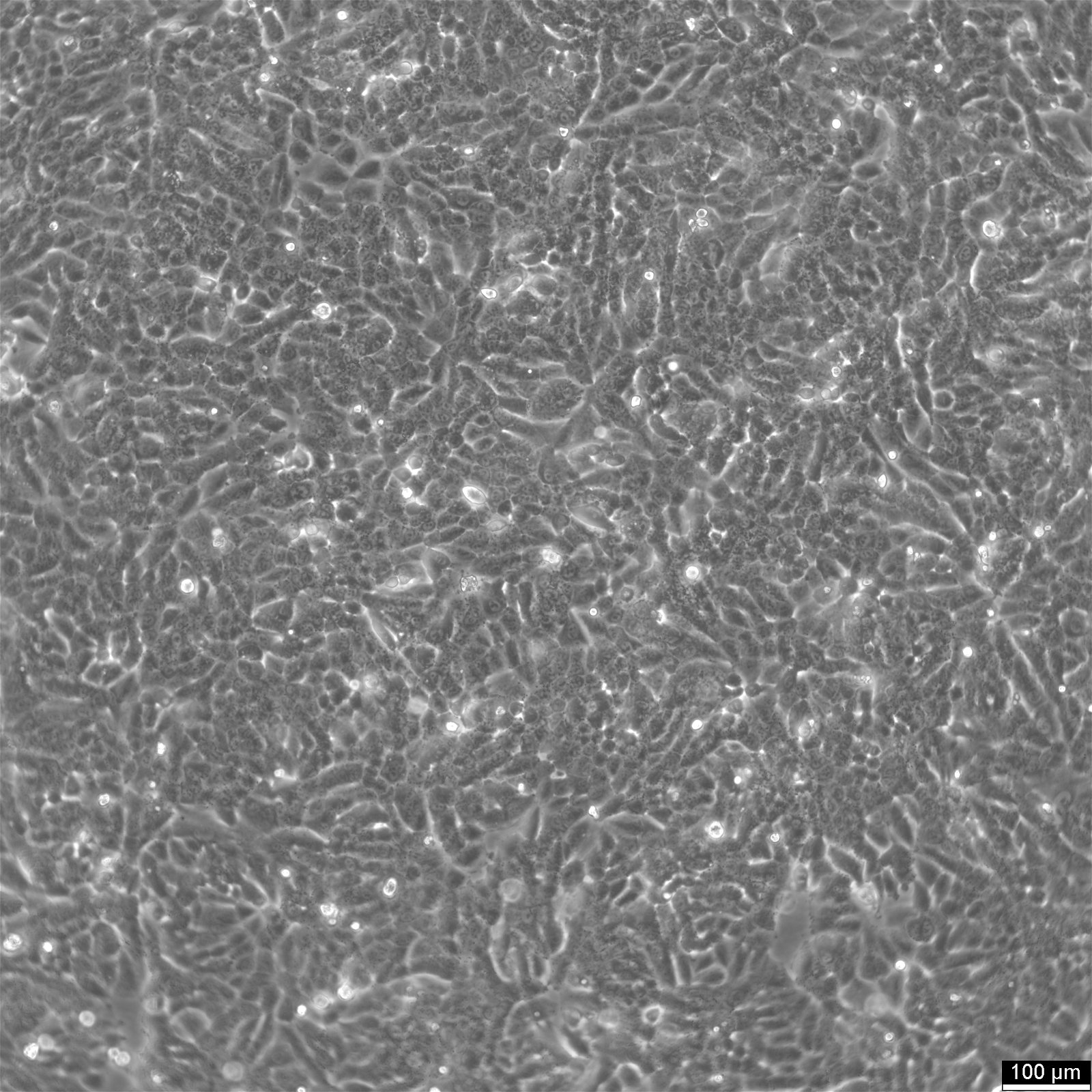 NCI-H460 Cells