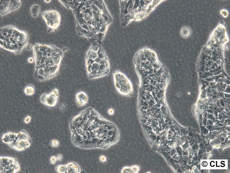 LCLC-97TM1 Cells