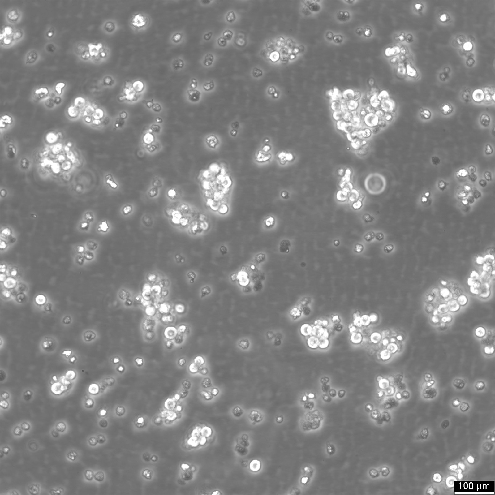 NCI-H524 Cells