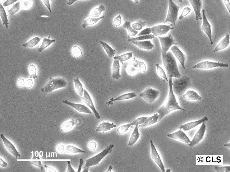 SK-UT-1 Cells