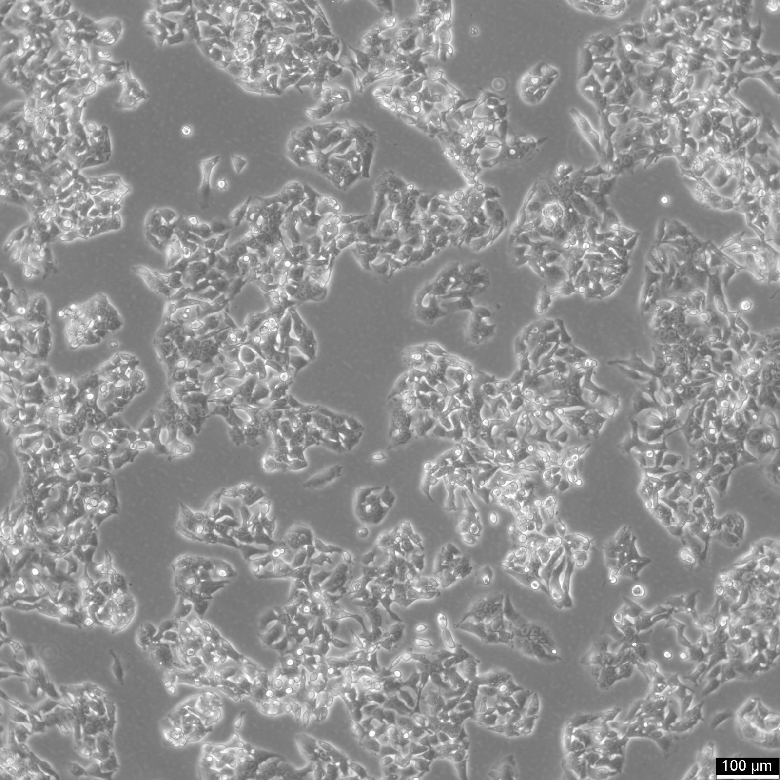 HepG2 Cells HepG2 Cells