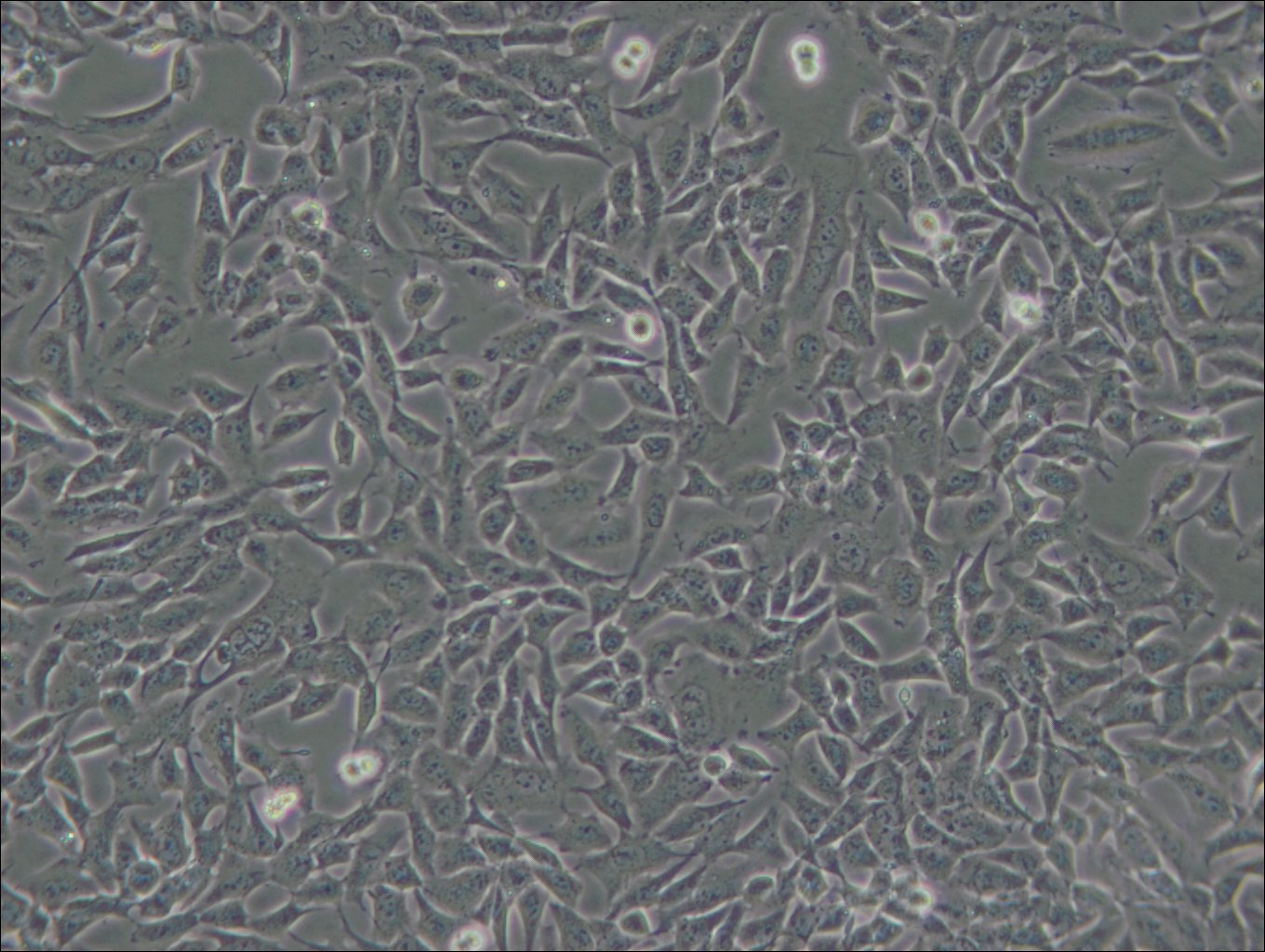 CHL-Zellen