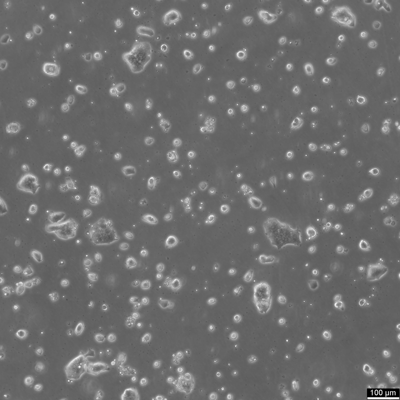 LS174T Cells LS174T Cells
