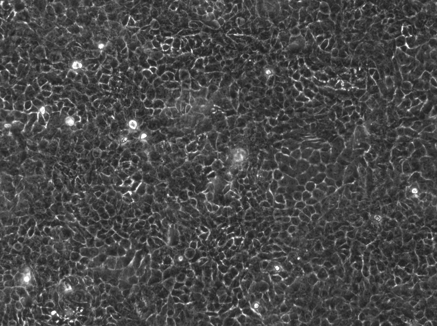 HaCaT-ras A5-Zellen